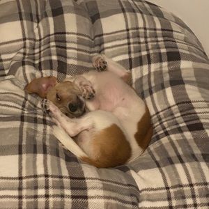 Meet your Posher, Ronn